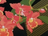dscn5227